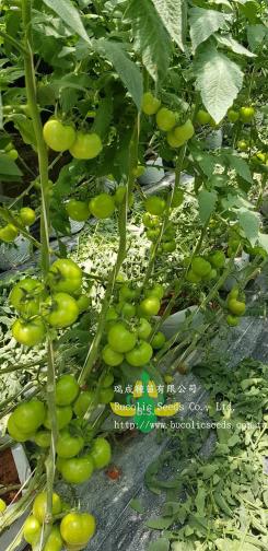 Beef Steak Tomato 9763 - Beef Steak Tomato 9763 (1)